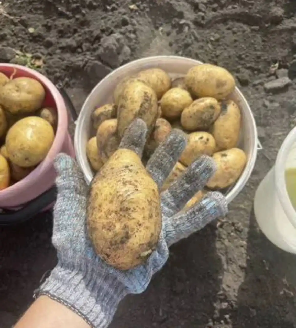 Продажа домашних заготовок и деревенских овощей к Новому году