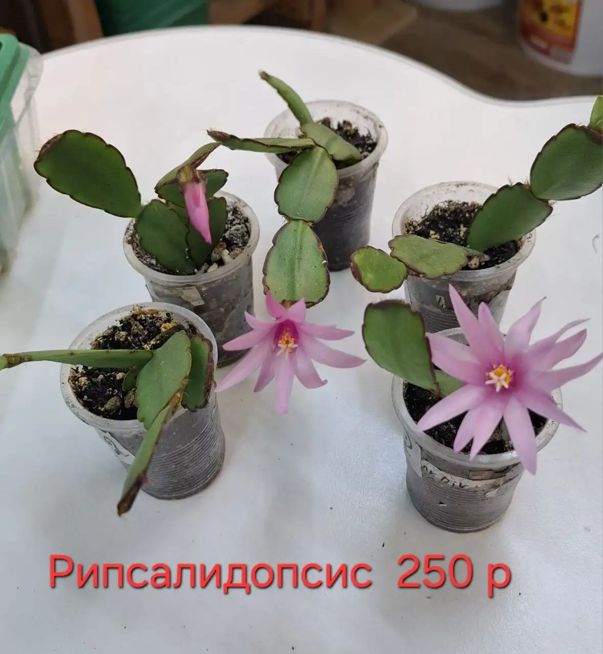 Продажа пеперомий