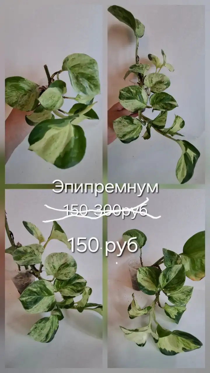 Продажа пеперомий