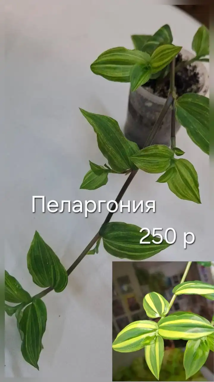 Продажа пеперомий