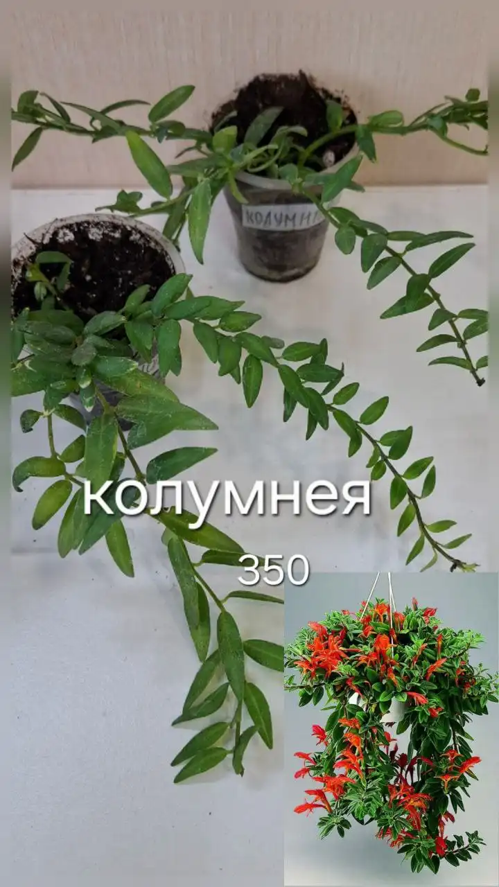 Продажа пеперомий