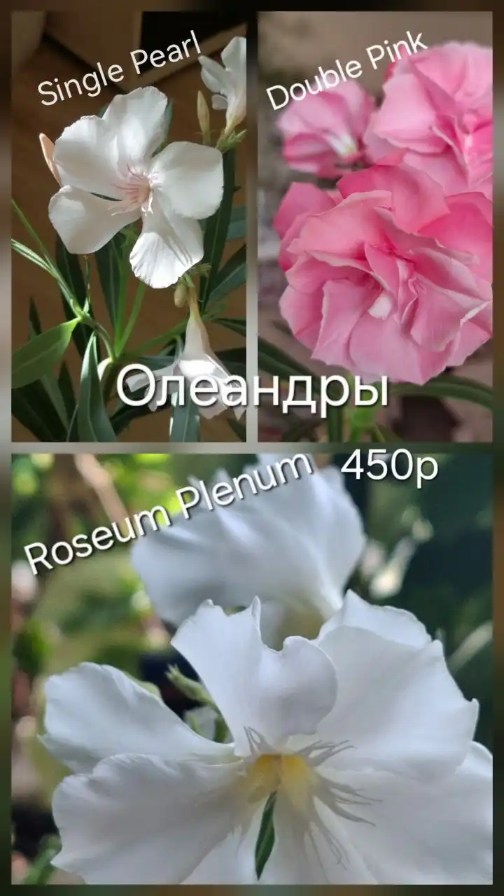 Продажа пеперомий