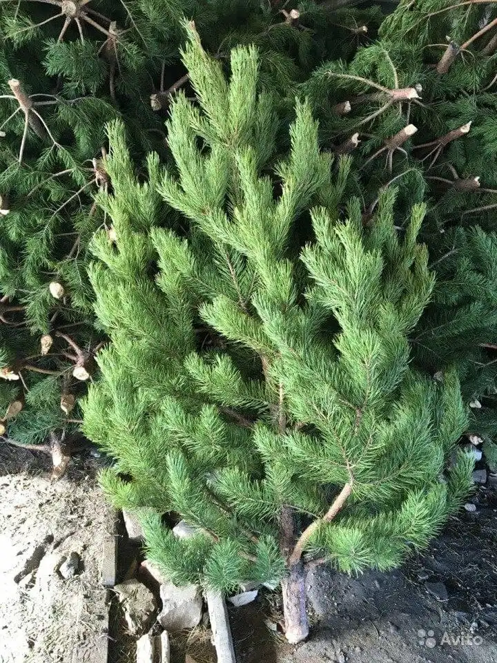 Новогодняя сосна с доставкой на дом