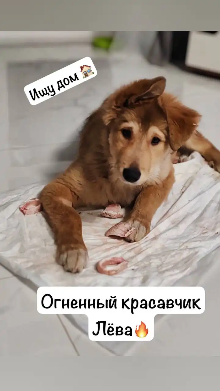 Ищу дом для собаки