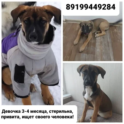 Ищу дом для доброй собаки - Животные в Тюмень