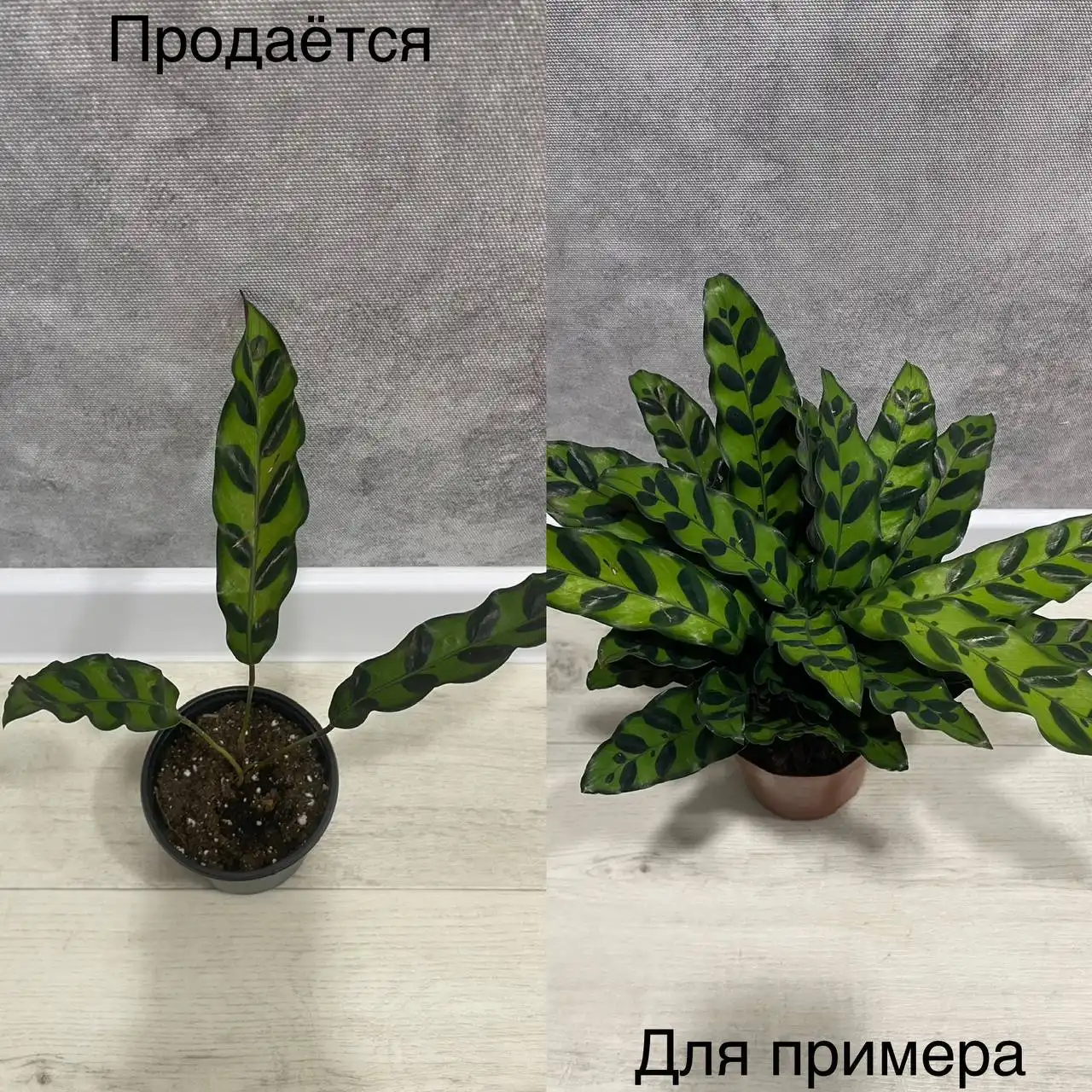 Продам Калатею Лансифолия