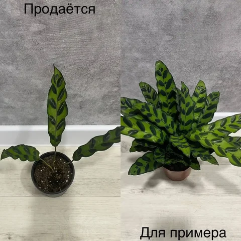Продам Калатею Лансифолия - Хобби и отдых в Тюмень