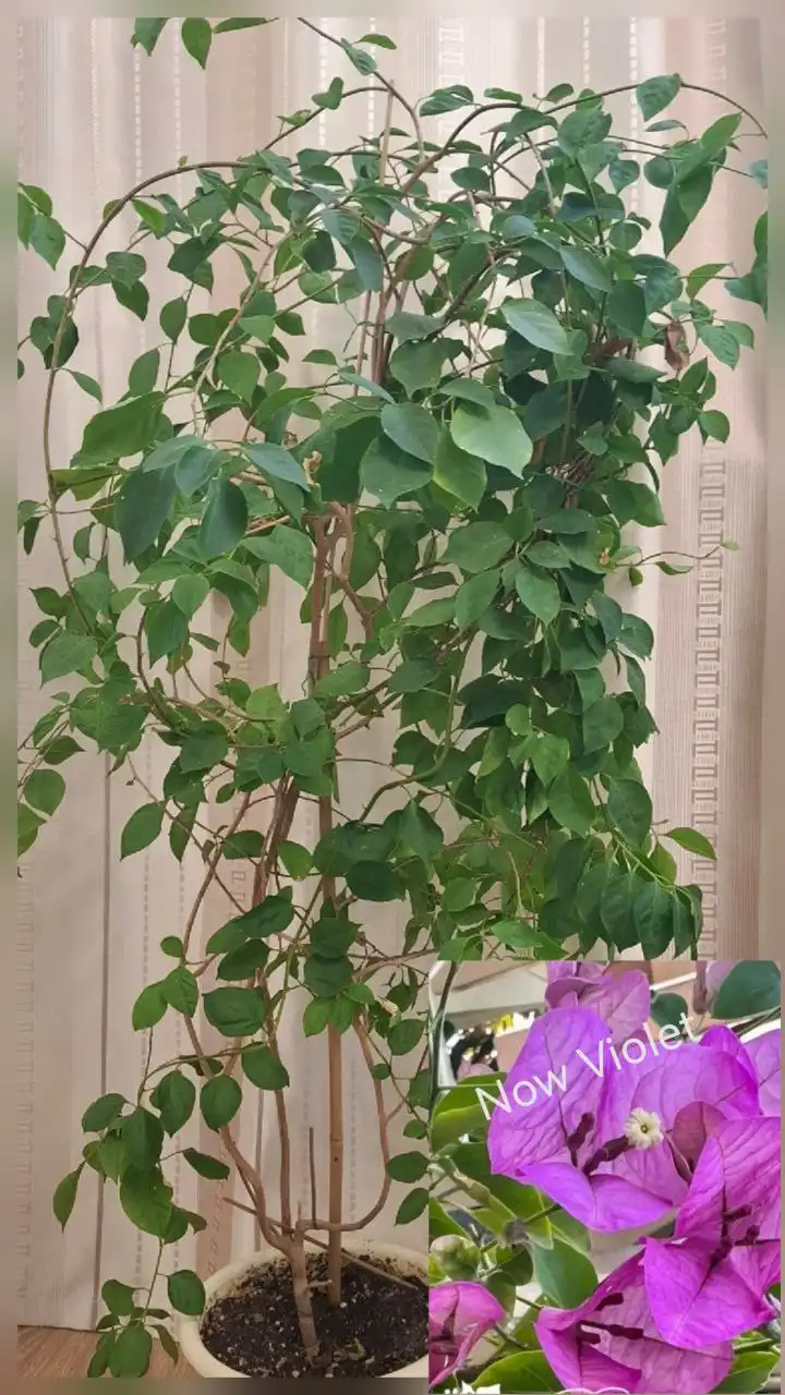 Продажа взрослых кустов Бугенвиллии