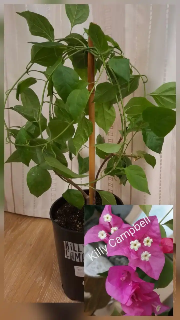 Продажа взрослых кустов Бугенвиллии