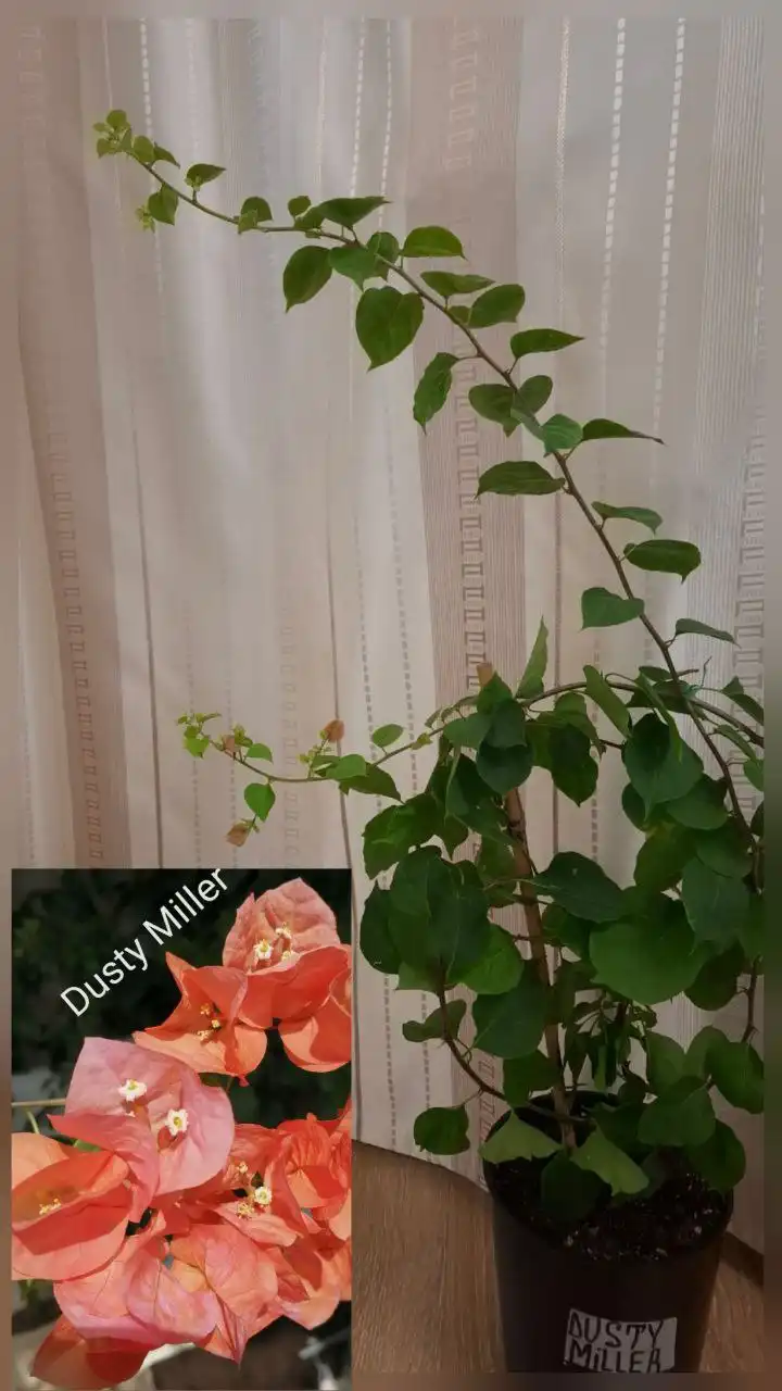 Продажа взрослых кустов Бугенвиллии