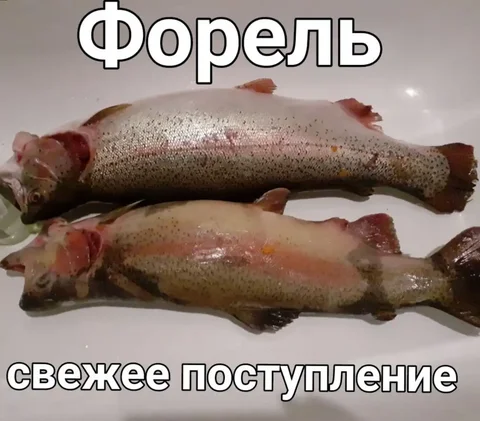Форель свежемороженая Карелия вылов 2025 - Хобби и отдых в Тюмень