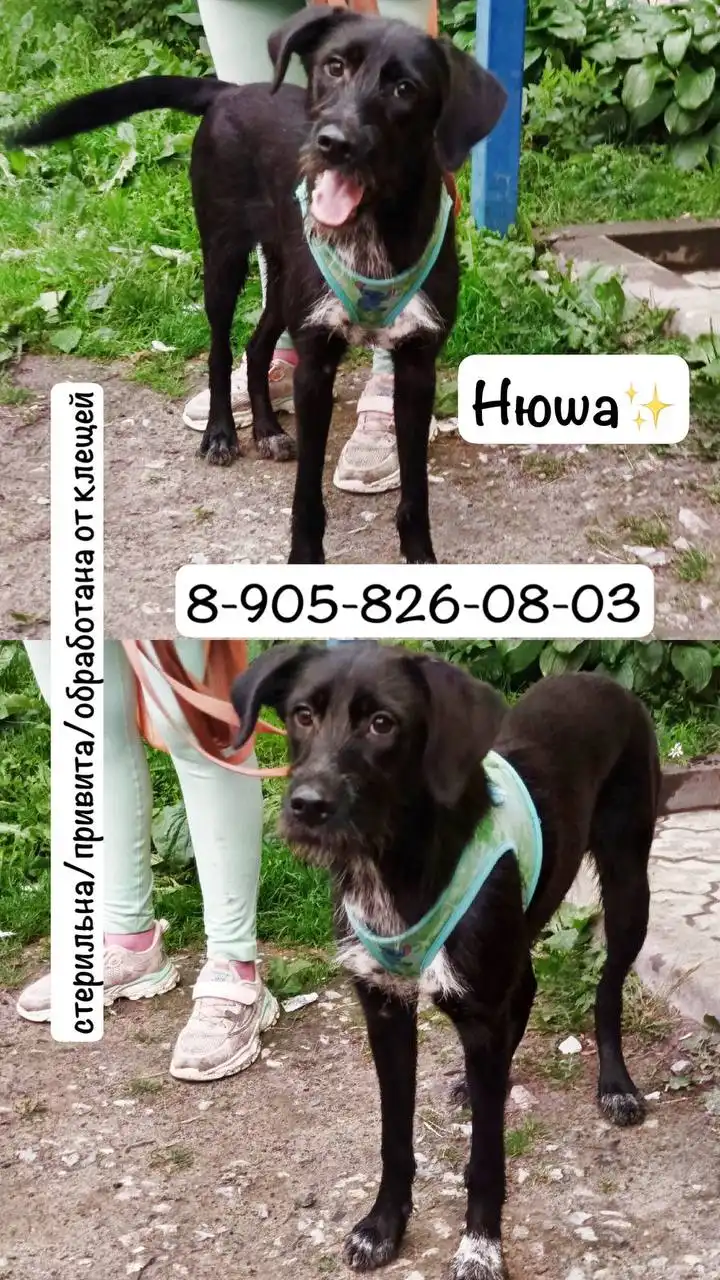 Собака Нюша 9 месяцев