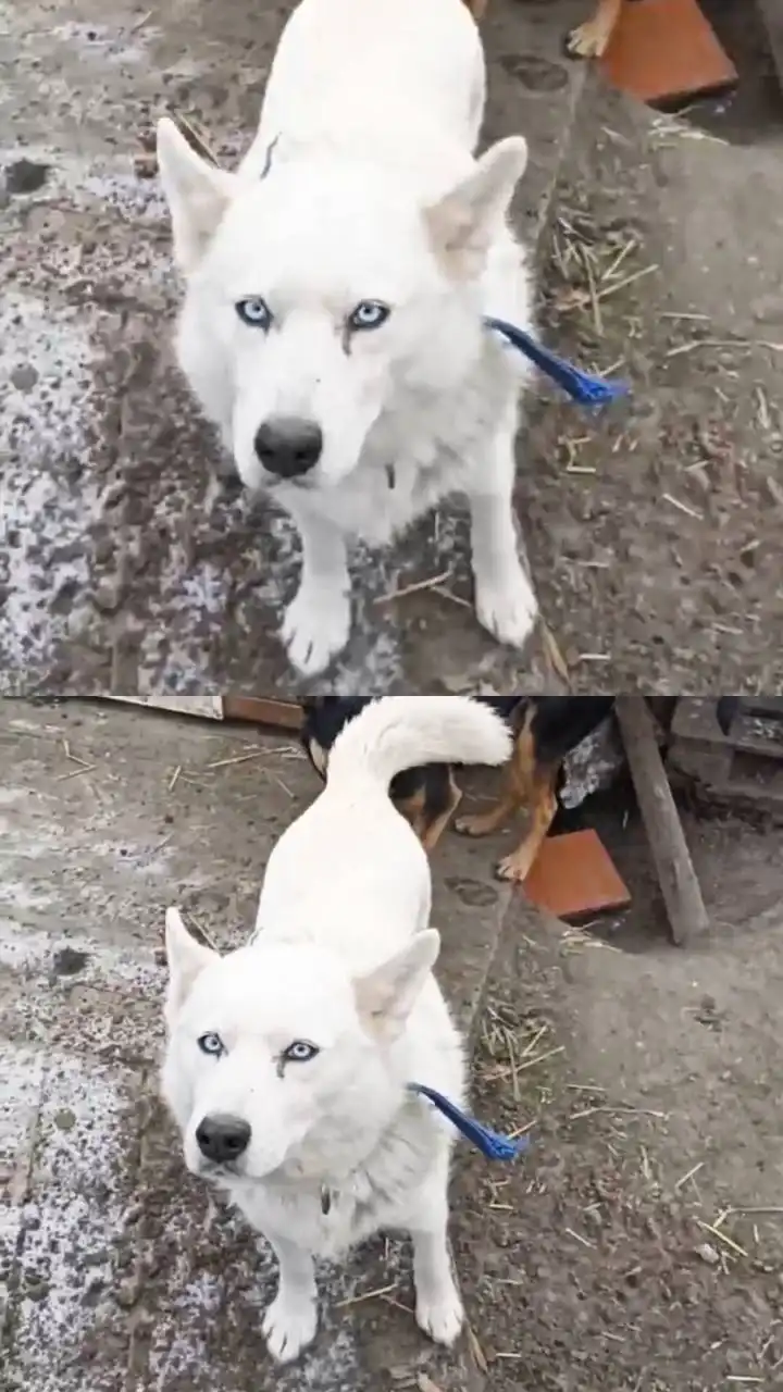 Ищу дом для собаки