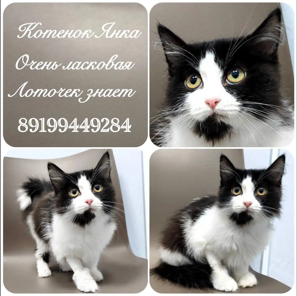 Котенок Янка