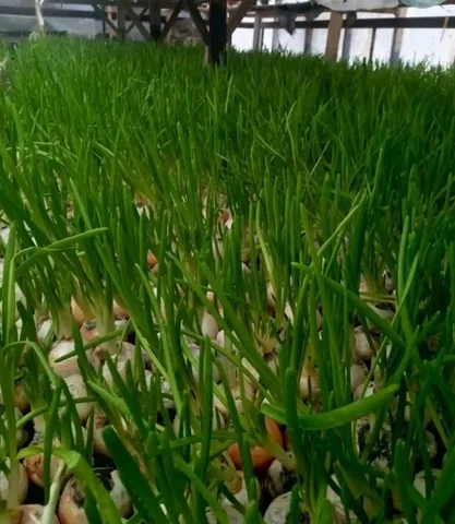 Продам лук-перо - Барахолка в Тюмень