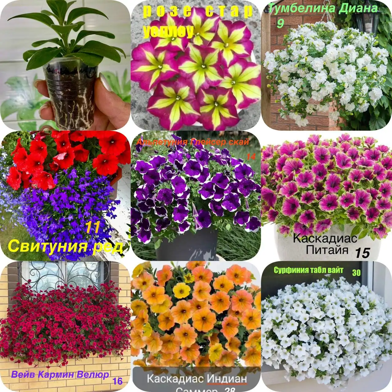 Продажа укорененных черенков вегетативной петунии и петунии Тайдал вейв парпл