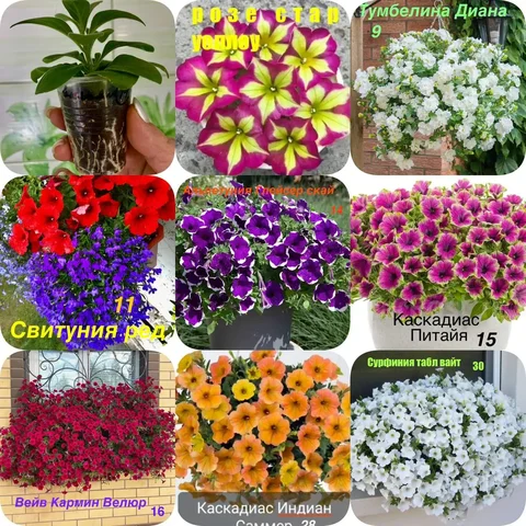 Продажа укорененных черенков вегетативной петунии и петунии Тайдал вейв парпл - частное объявление в Тюмень