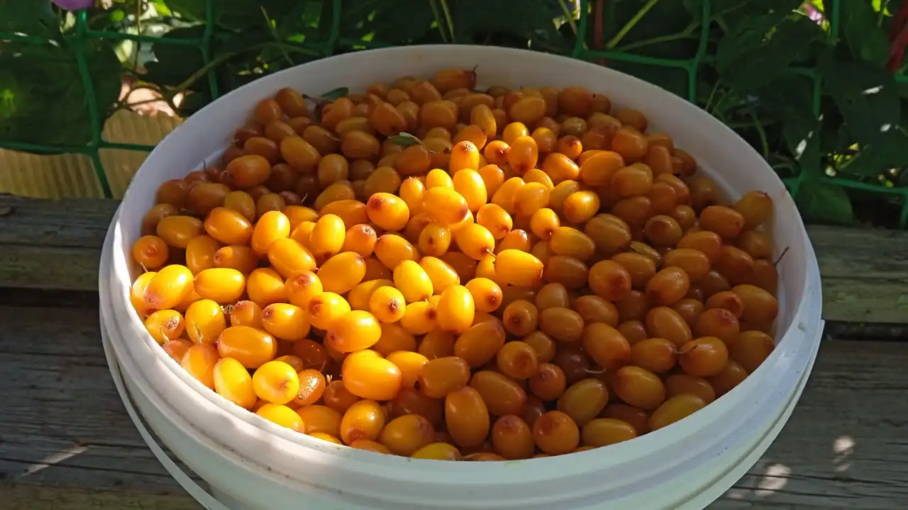 Замороженная облепиха со своей дачи