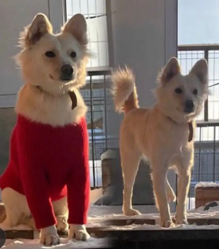 Ищет дом для собаки Белки