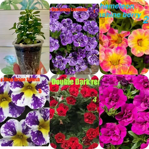 Продажа рассады цветов в Тюмени - Хобби и отдых в Тюмень