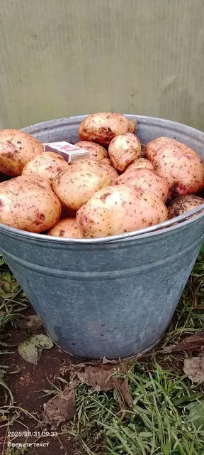 Продажа овощной продукции - частное объявление в Тюмень