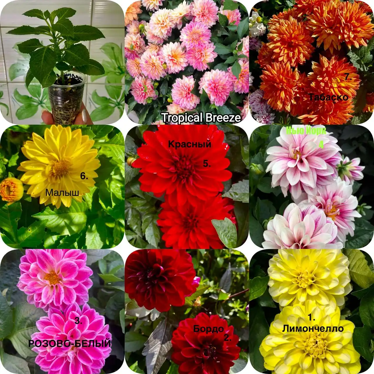 Продажа вегетативных георгин и других растений