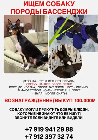 Пропала собака породы басенджи по кличке Веста в Тюмени - Животные в Тюмень