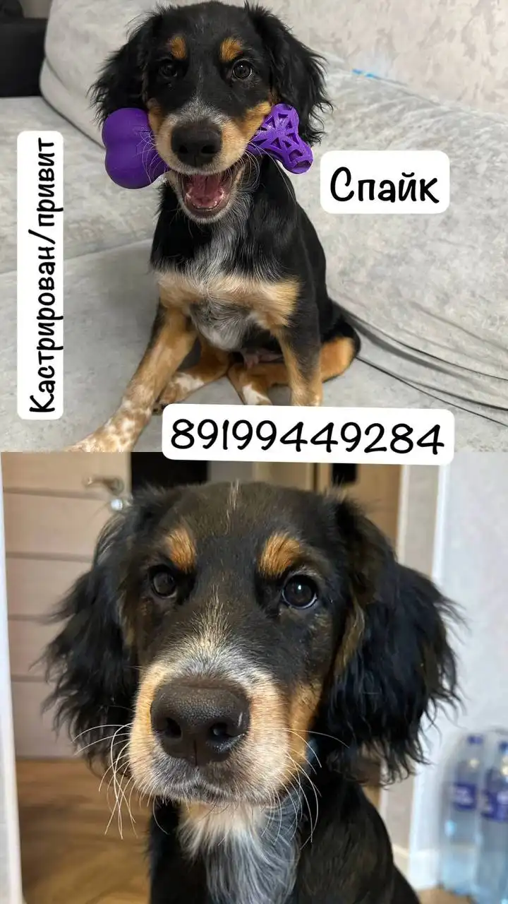 Ищет дом молодой кот