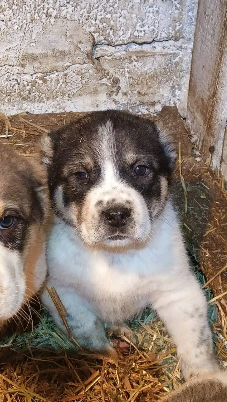 Продажа щенка Алабая