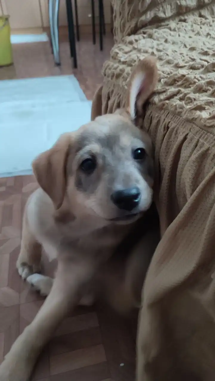 Щенок Вулкан ищет дом в Тюмени