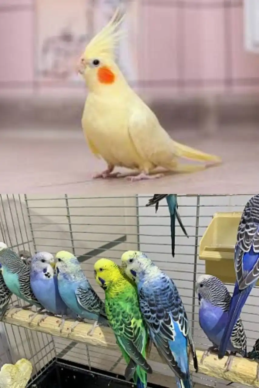 Продажа попугаев в Тюмени - Птицы (Животные) в Тюмень