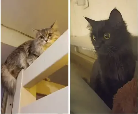 Ищут дом две молодые кошечки - Кошки в Тюмень