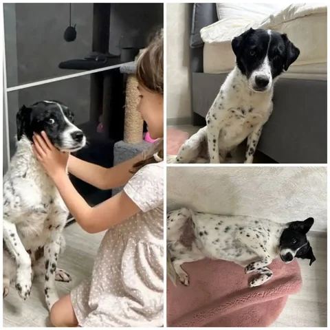 Передержка собаки Бим - Собаки в Тюмень