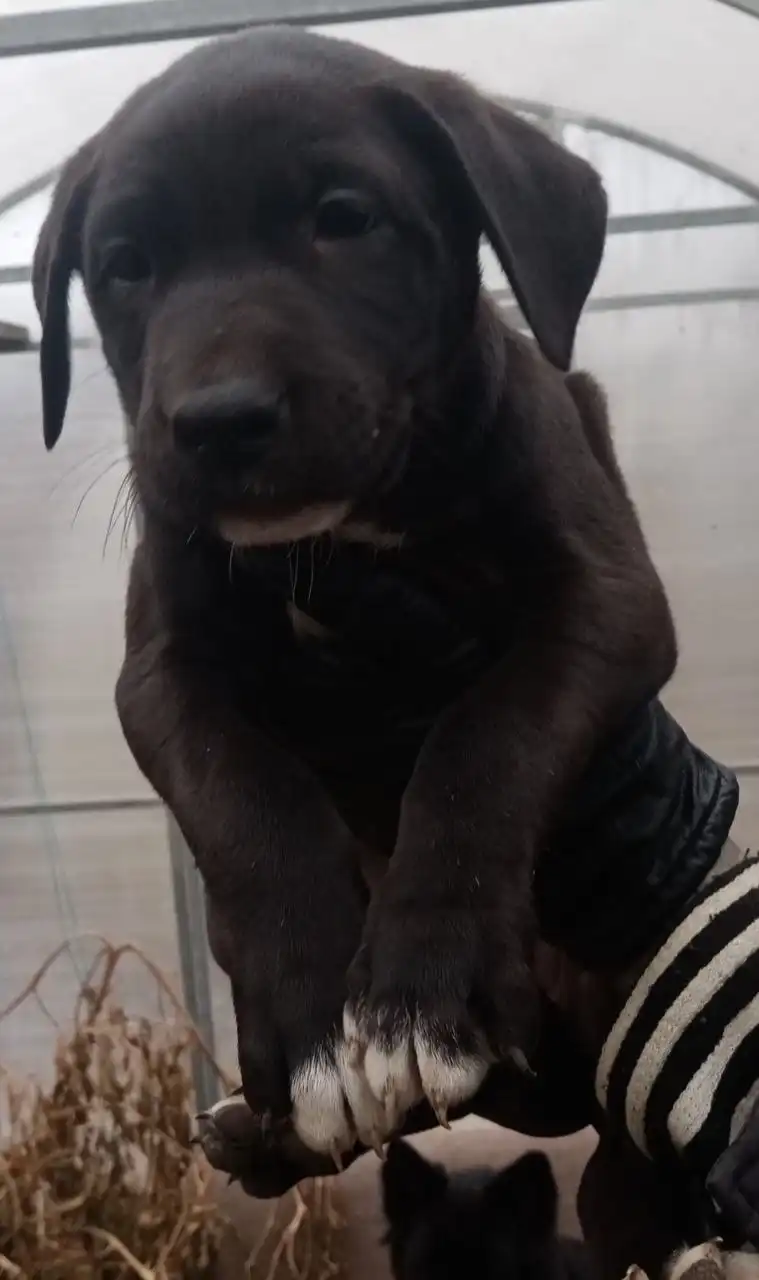 Щенки метисы питбуля и овчарки в добрые руки - Собаки (Животные) в Тюмень