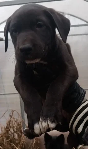 Щенки метисы питбуля и овчарки в добрые руки - Собаки в Тюмень