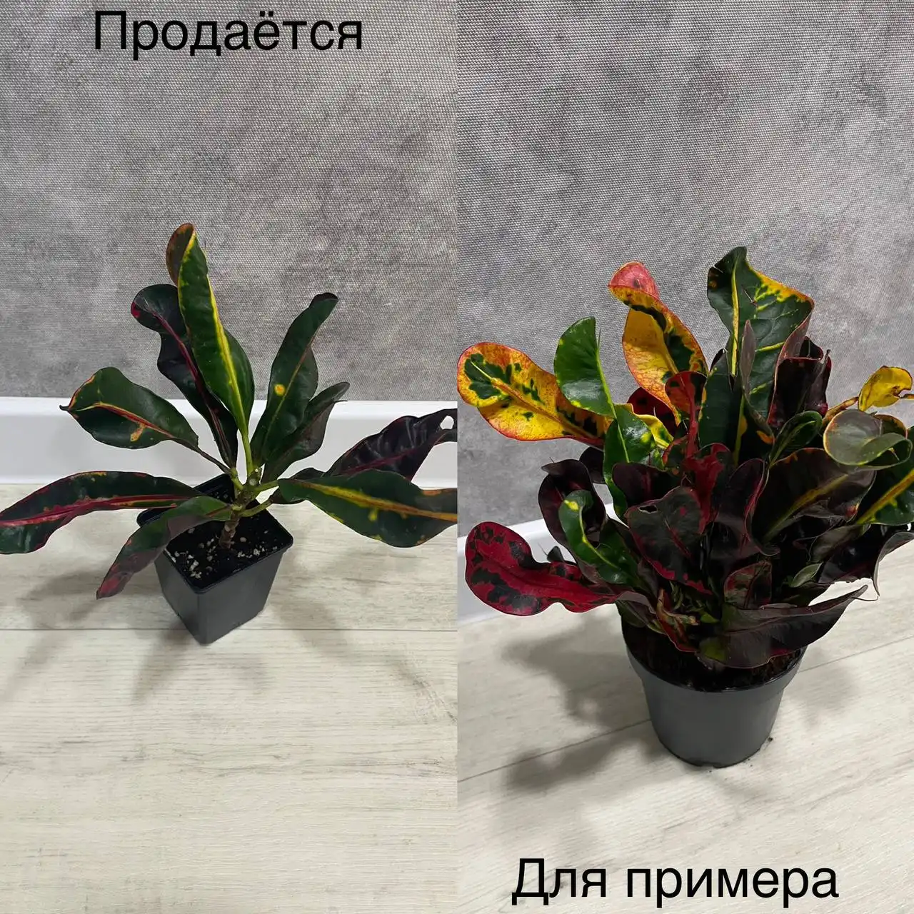 Продам Кротон мамми - Растения (Хобби и отдых) в Тюмень