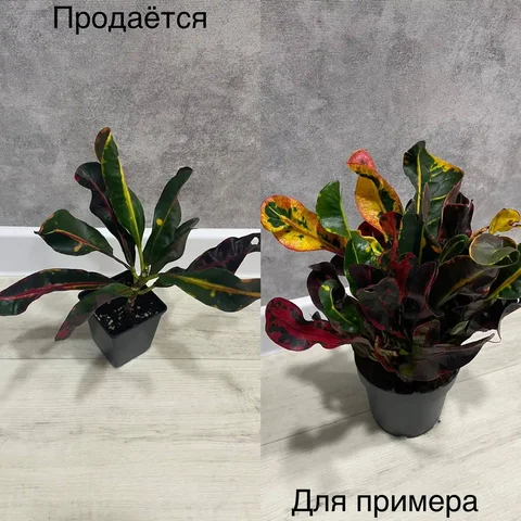 Продам Кротон мамми - Ручная работа в Тюмень
