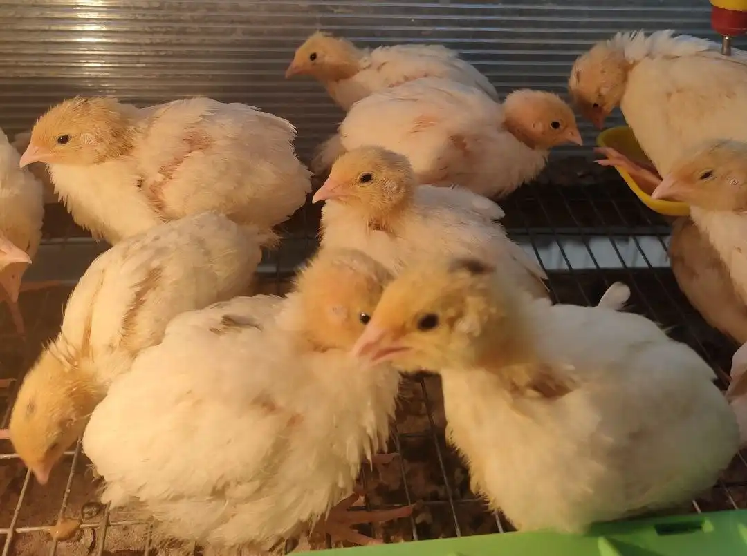 Продажа перепелки Белый Гигант - Птицы (Животные) в Березники