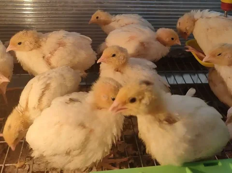 Продажа перепелки Белый Гигант - частное объявление в Березники