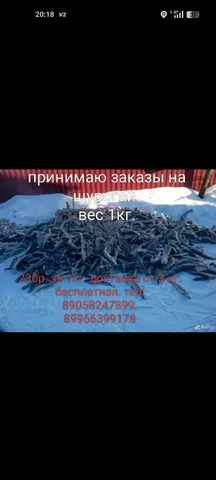 Продажа свежего улова щурагайки с доставкой - Ручная работа в Тюмень