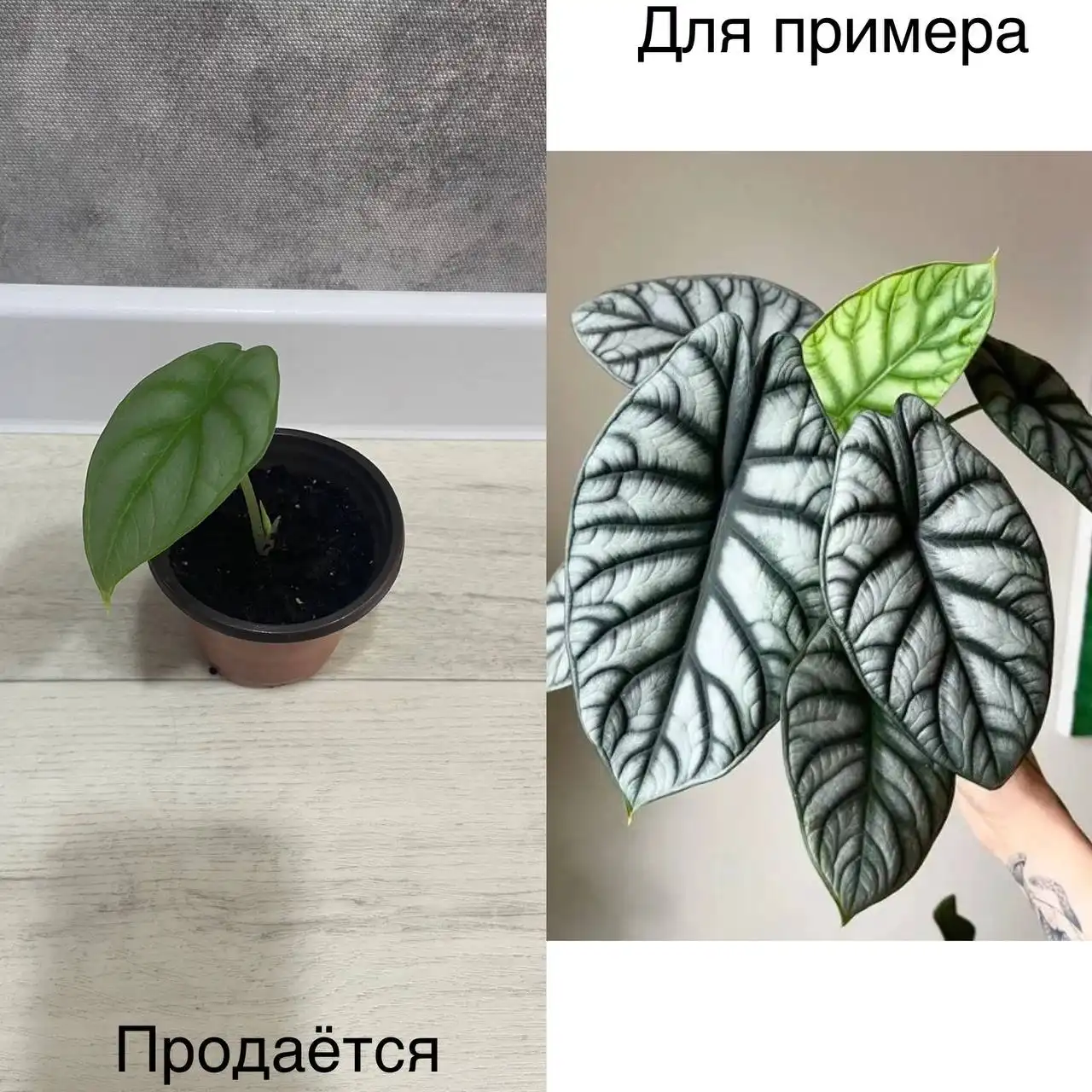 Продам Алоказия Дракон Скейл - Растения (Хобби и отдых) в Тюмень