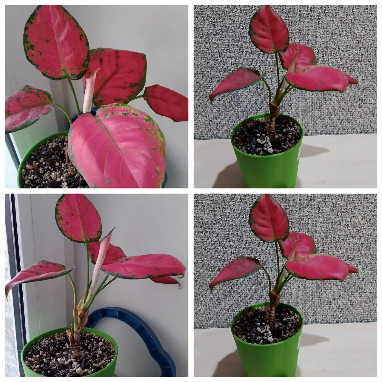 Аглаонема Ред Стар - Растения (Хобби и отдых) в Тюмень