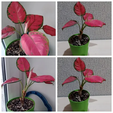 Аглаонема Ред Стар - Ручная работа в Тюмень