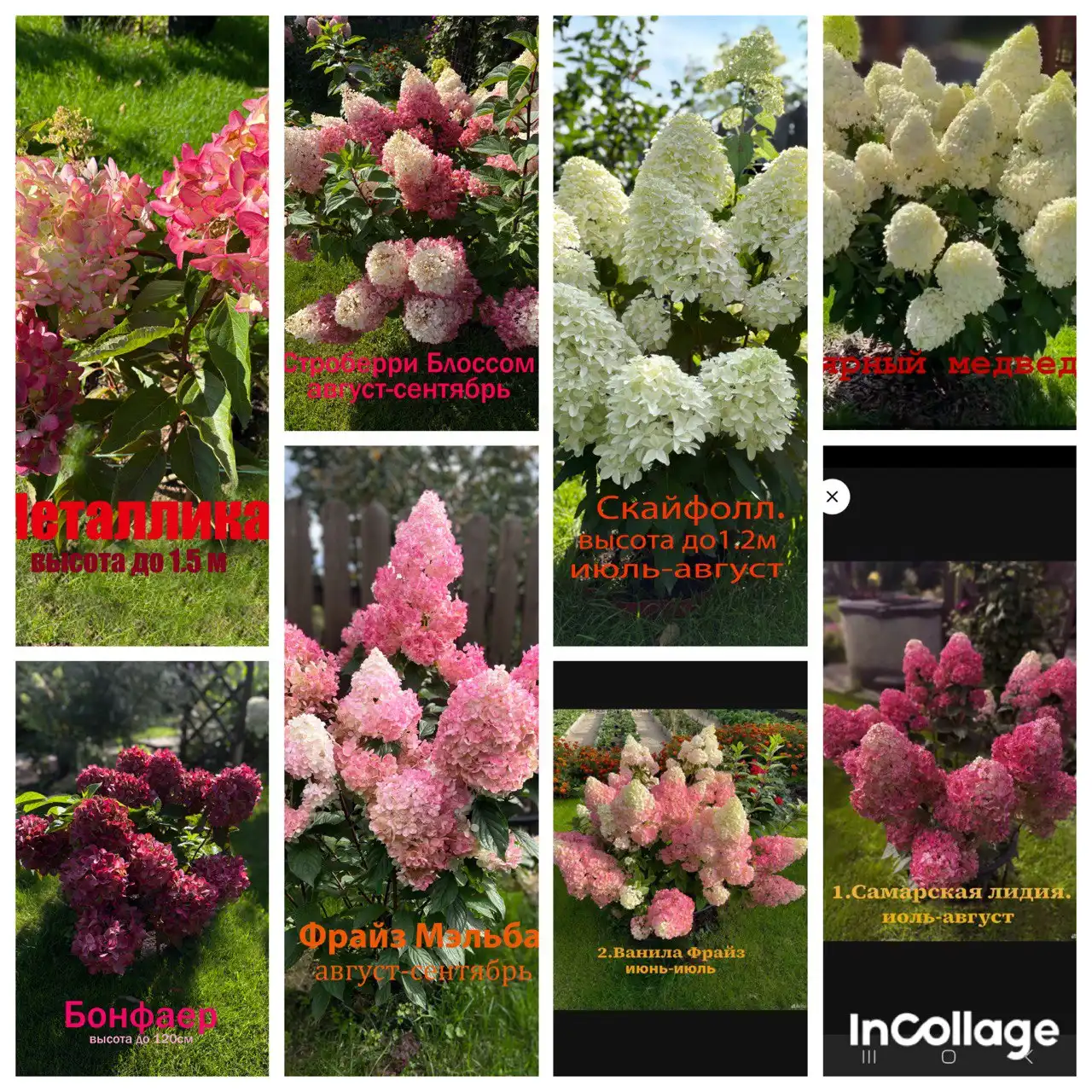 Саженцы метельчатых гортензий - Садовые растения (Хобби и отдых) в Тюмень