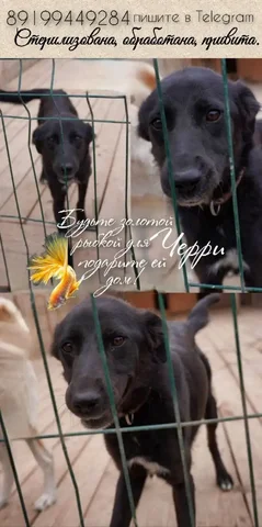 Продажа автомобиля Черри - Авто в Тюмень