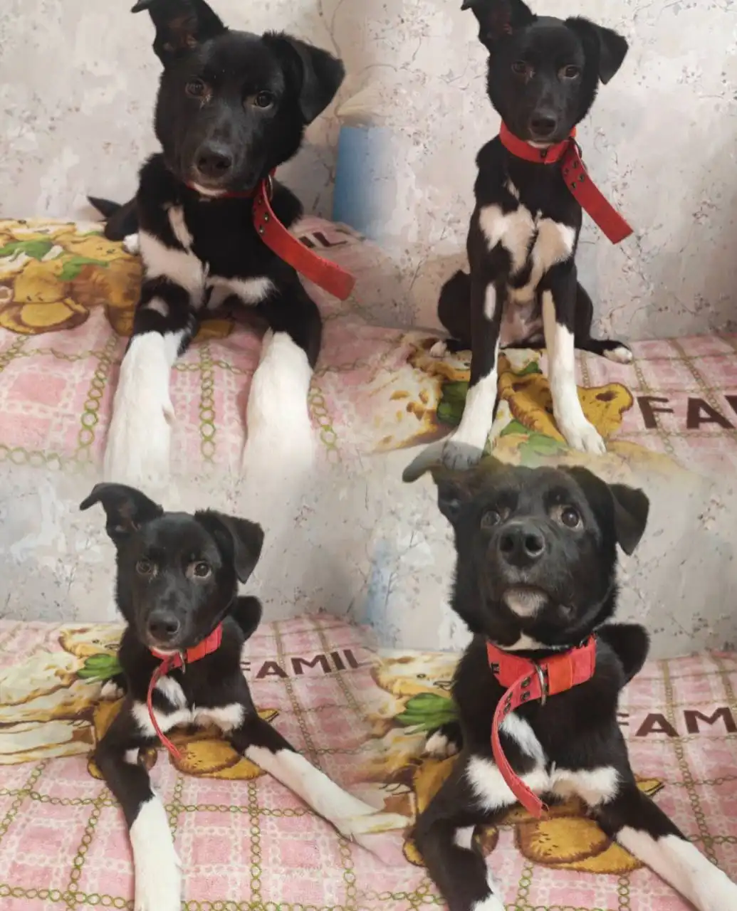 Щенок Молли ищет дом - Собаки (Животные) в Тюмень