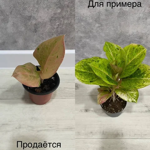 Продажа аглаонемы Эпл Фентези - Хобби и отдых в Тюмень