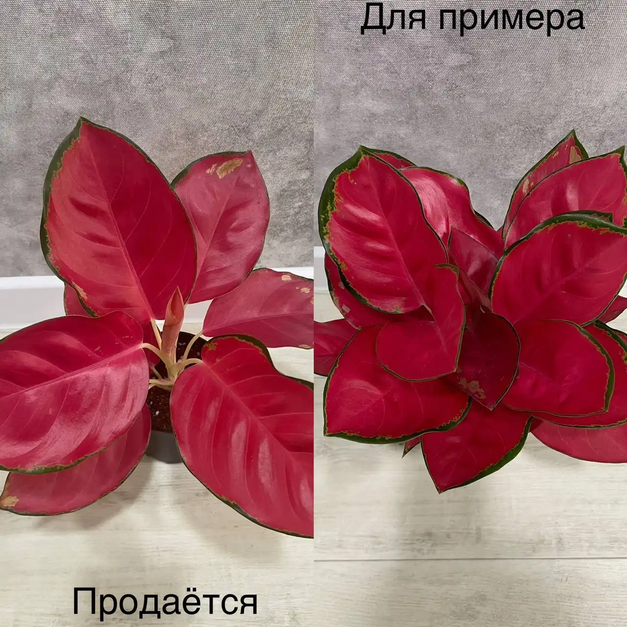 Продажа Аглаонемы Ред Стар - Растения (Хобби и отдых) в Тюмень