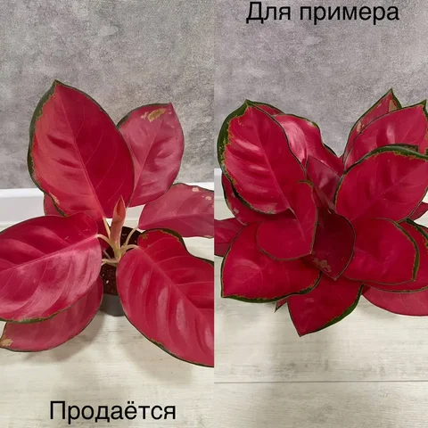 Продажа Аглаонемы Ред Стар - Цветы в Тюмень