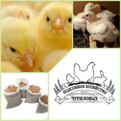 Продажа инкубационного яйца и суточного молодняка птицы - Сельскохозяйственные животные в Тюмень